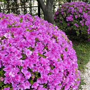 Azalea Poukhanense Compacta